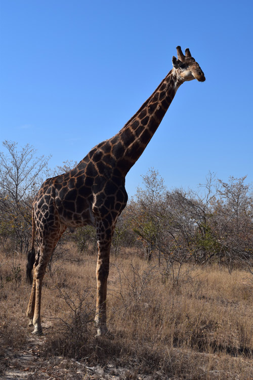 dark-giraffe.jpg