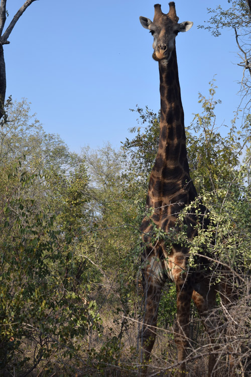 giraffe-chewing.jpg