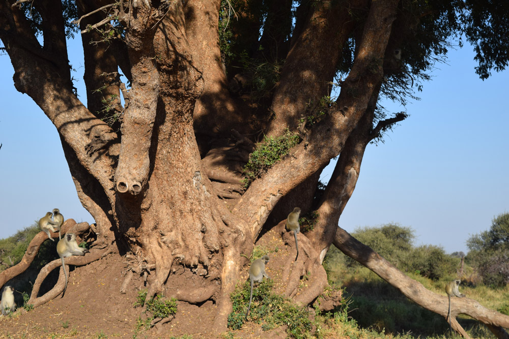 vervets-in-a-tree.jpg