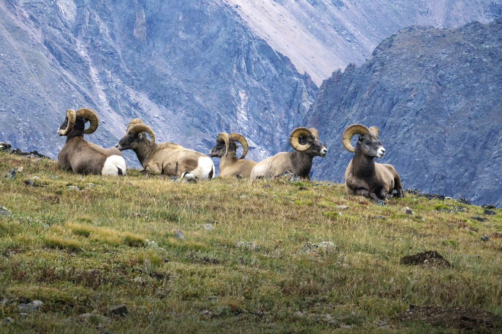 RMNP-Big-Horn-Rams.jpg