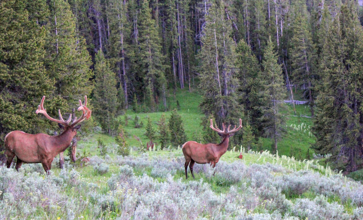 Yellowstone-NP-Bull-elk-at-Canyon.jpg