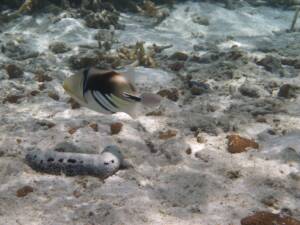 FishHQUAL