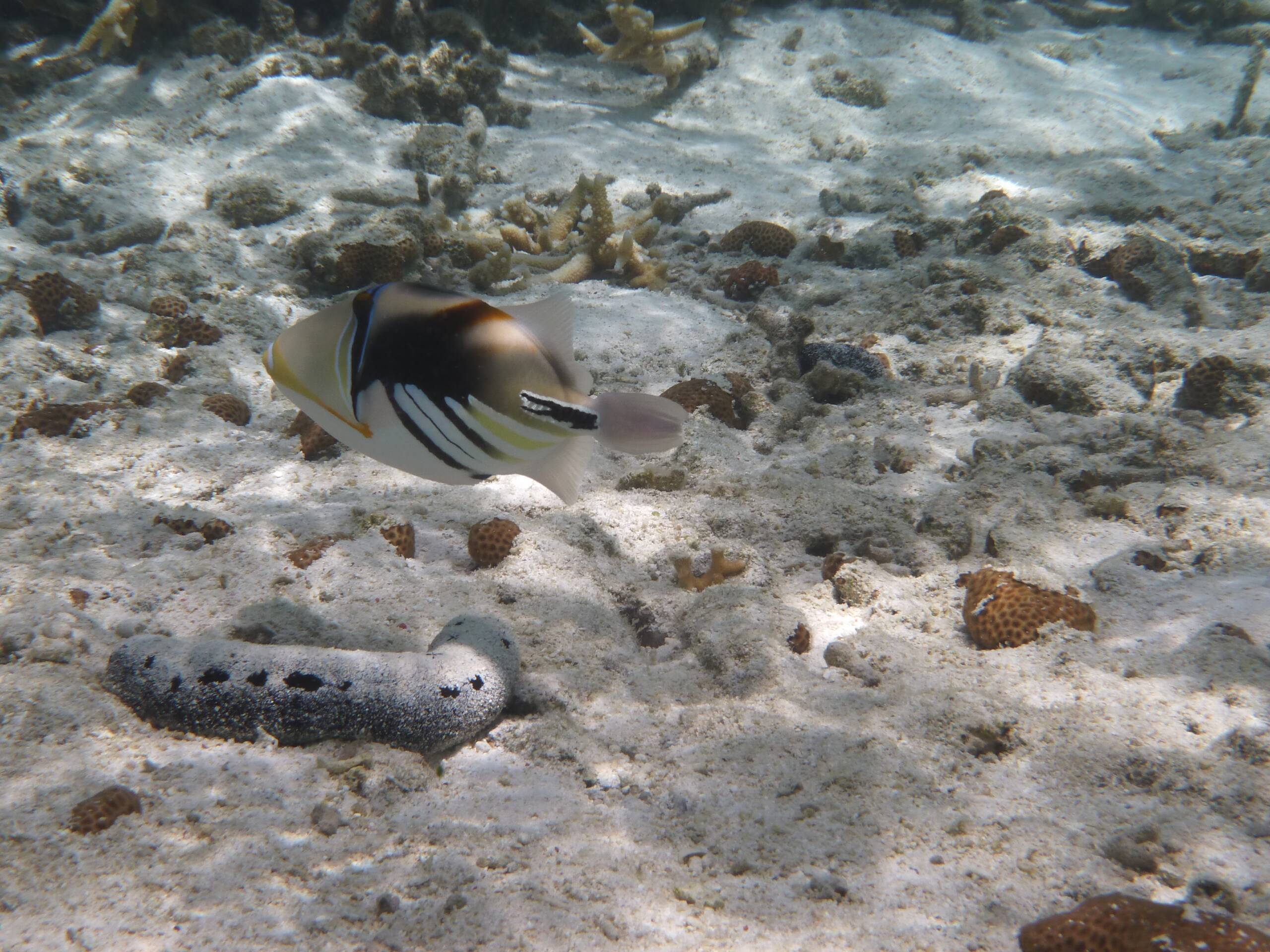 FishHQUAL