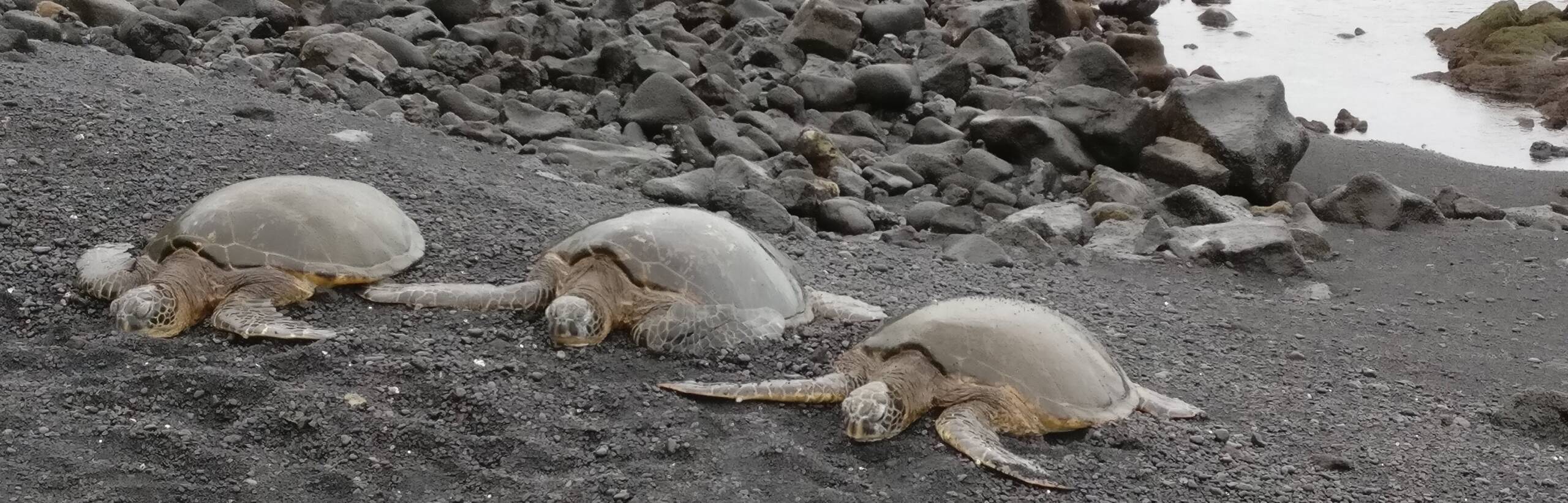 Punaluu turtles